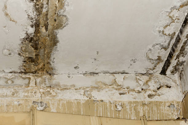 Why You Should Choose Our Mold Remediation Services in Emerald Mountain, AL